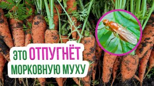 Как бороться с морковной мухой? Эффективные средства от морковной мухи