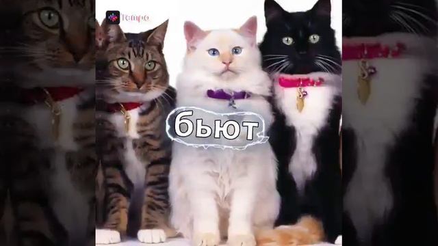 Мои хулиганы бьют за дабро❤️❤️❤️ смотреть онлайн