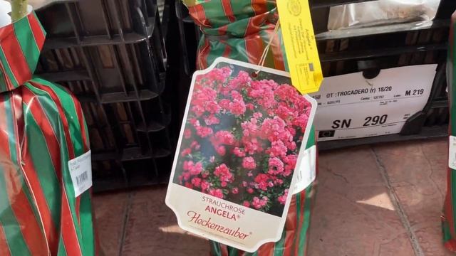 Розы из питомников Кордес и Тантау смотреть онлайн