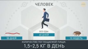 учим животных и смотрим сколько животные живут без еды🤯