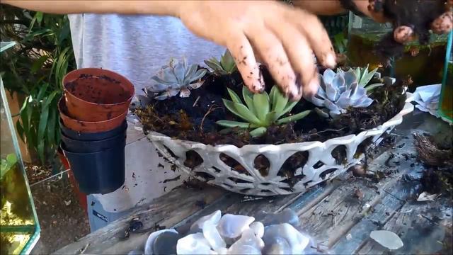 ARRANJO COM AGAVOIDE E ECHEVERIA PINK na fruteira de aluminio смотреть онлайн