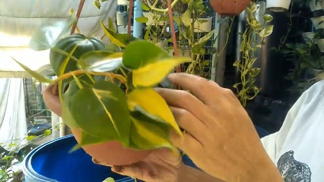 Alocasia green shield propagating from the mother plant смотреть онлайн