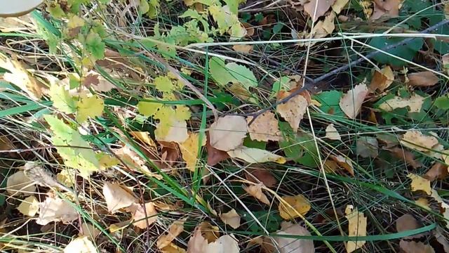 Поход за грибами с собакой