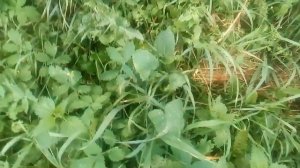 Какой свежескошенной травой нельзя кормить кроликов