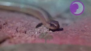 К чему снится много змей? Много змей во сне ? Сонник ? Толкование снов ?