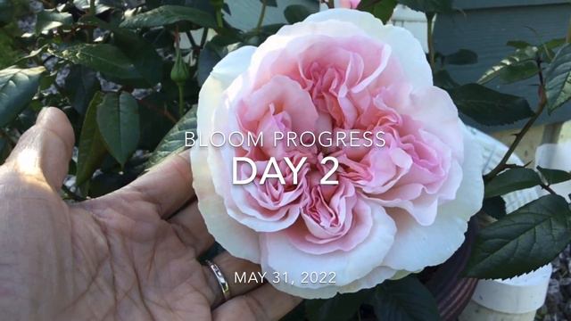 Bolero rose REVIEW || First rose to open Spring 2022 || PNW zone 8A смотреть онлайн