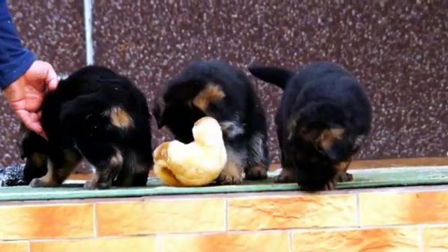Младшие Васковичи:) Щенки немецкой овчарки. Внуки Чемпиона Мира! смотреть онлайн