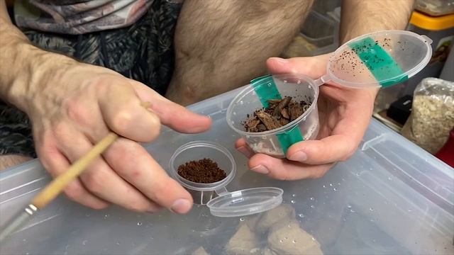 Скорпионы Tityus magnimanus. Тараканы Hemiblabera brunneri. Забор кокона у Chilobrachys Vietnam Blu смотреть онлайн