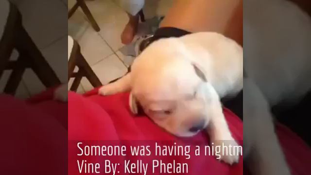 Cute and Funny Animals Vine Compilation August 2013 Угарные животные супер подборка смотреть онлайн