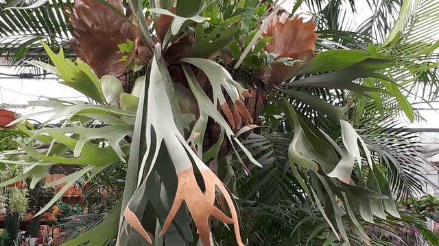 Staghorn fern - grow and care ( also as Houseplant) смотреть онлайн