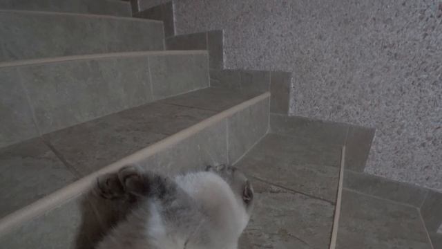 Котик Кевин сидит на лестнице А вдруг кто наступит смотреть онлайн