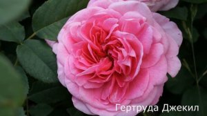 Краткий видео обзор розы Гертруда Джекил (Английская)  (Gertrude Jekyll Austin, 1985)