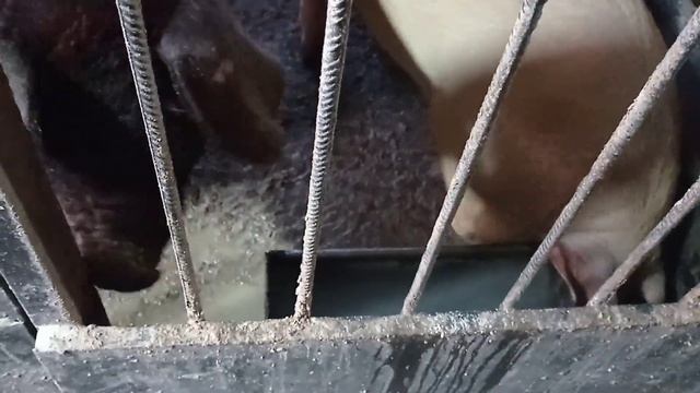 Вода# навоз#тачка# смотреть онлайн