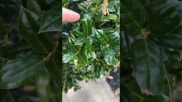 Падуб-остролист: символ рождества