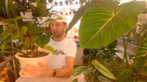 ФИЛОДЕНДРОН МАМЕЙ И ГЛОРИОЗУМ / ГИГАНТЫ В КВАРТИРЕ