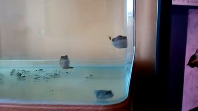 Муха дразнит юных тетраодонов факаха (рыба шар фугу). Tetraodons Fahaka & Fly!