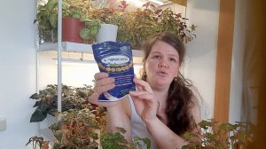 Бегонии беллеконии,в моей коллекции???.Обрезка,полив,сохранение.