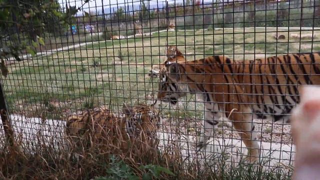 Приветик и поцелуй тигрикам! Тайган. Белогорск. Крым. смотреть онлайн