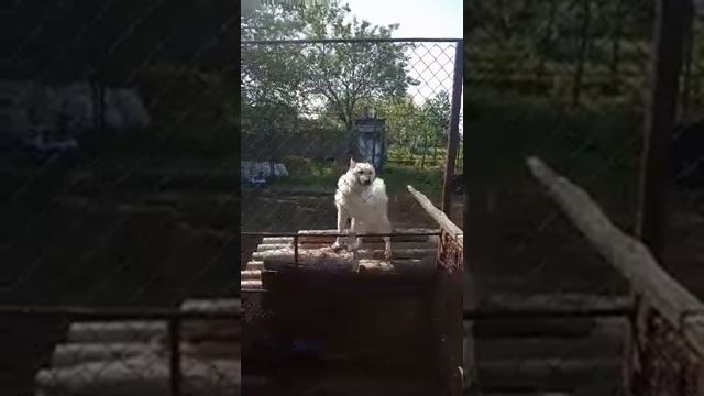 ЗСЛ "Батыр" "Вайя" 15.05.2019 смотреть онлайн