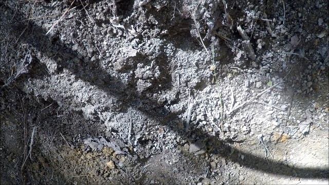 Metal Detecting Virginia - 1863 camp & More ! Fisher F75 смотреть онлайн