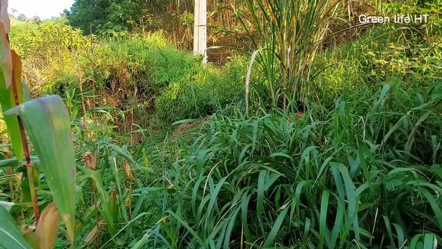 Grow Vegetables To Sell, Raise Chickens To Sell, Make A Living,Simple Life, Green Life HT. Ep 105