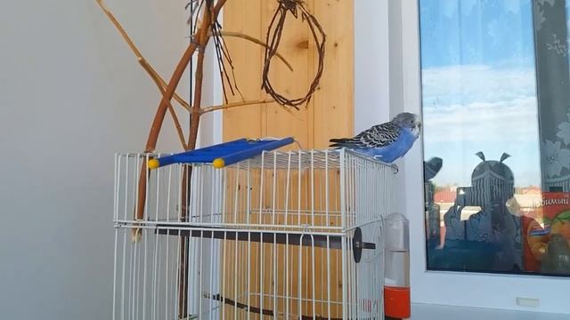 Что делать если попугай грызёт празнечный декор./Попугай грызет декор. смотреть онлайн