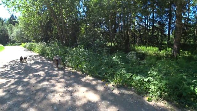 Минусы породы Бордер колли | все отговаривали меня от покупки щенка смотреть онлайн