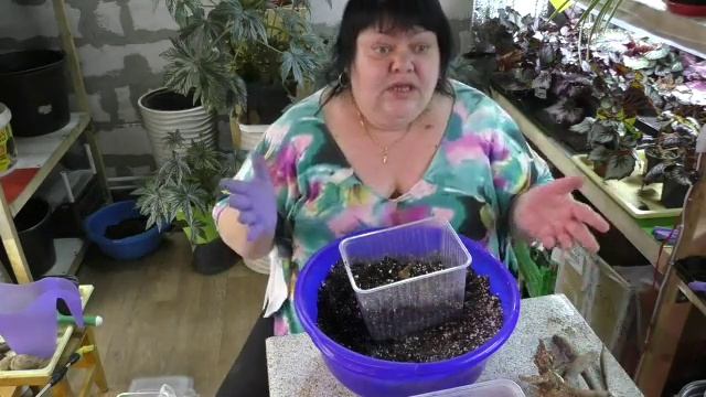 проращивание клубней георгин для размножения смотреть онлайн