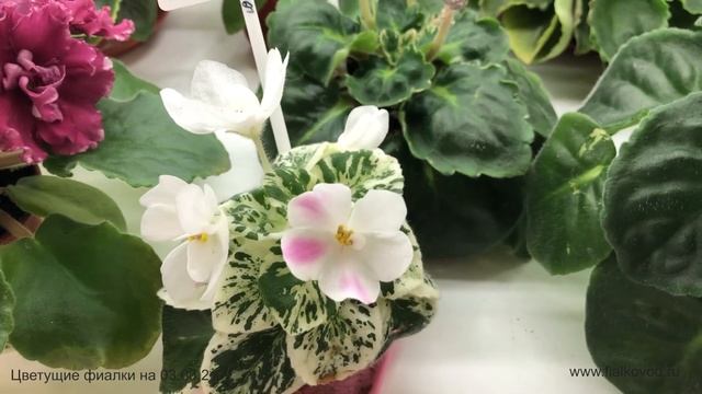 Фиалки в магазине "Фиалковод" у м. "Алексеевская" в Москве 3 марта 2021 года смотреть онлайн