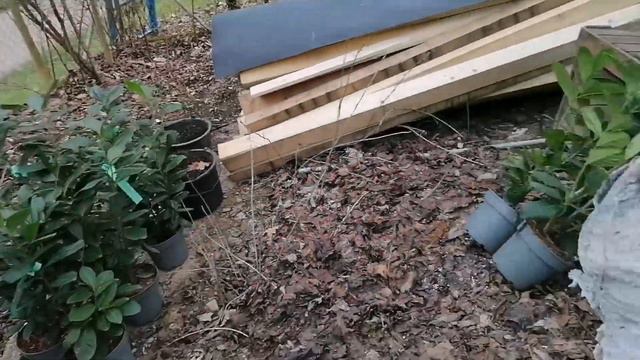 Будни Светика. Свиное ухо для Чихуахуа🐕Высадили кустарники🌱Влог. Закупка. 30.03.21#чихуахуа #будни смотреть онлайн