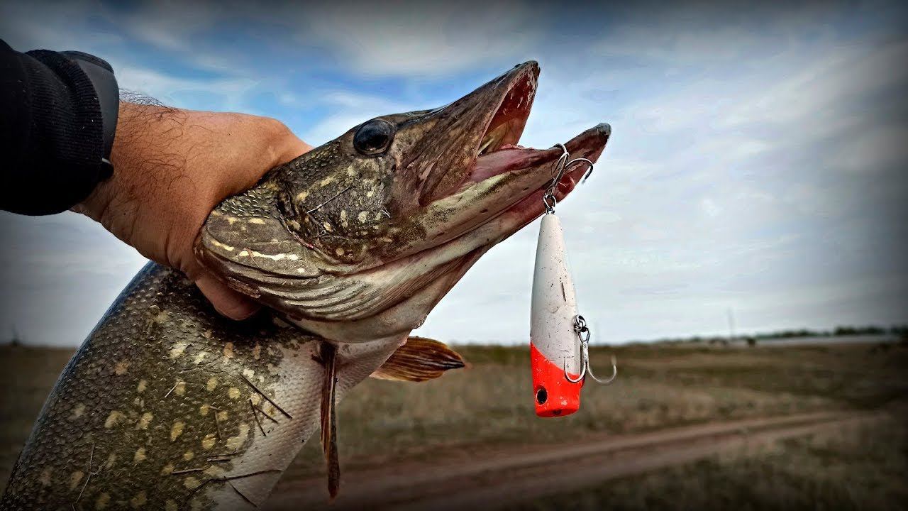 Щука за глаз #shorts смотреть онлайн