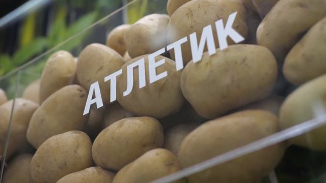 DokaGene. Новые сорта картофеля на выставке «ЮгАгро 2023»