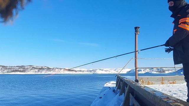 ?Мурманск,опять снег и мороз?Приехали на рыбалку,а получилась крабалка,камчатский краб атакует) смотреть онлайн