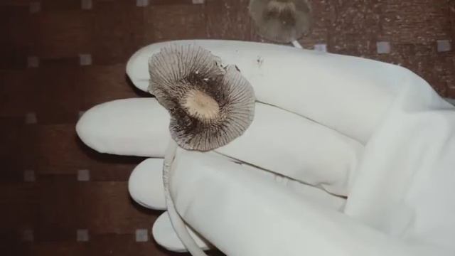Jamur Basidiomycota - Parasola Auricoma