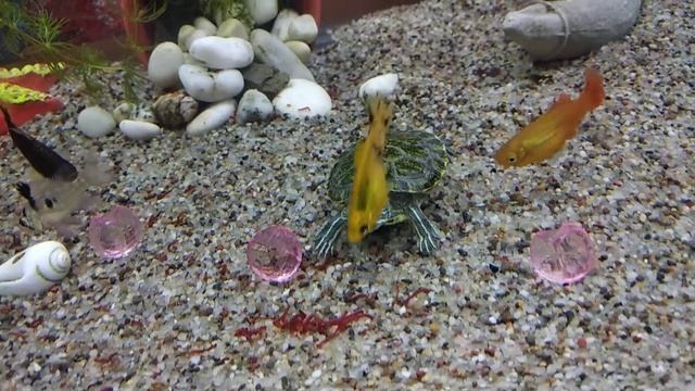 Как кормить водяную черепаху смотреть онлайн