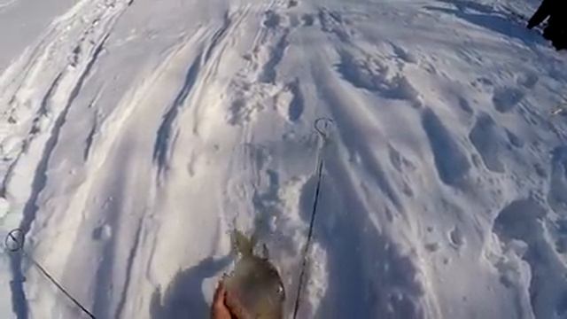 Такой рыбалки на хапуги у меня еще не было!!! Рыбалка, от которой задрожали колени!!!