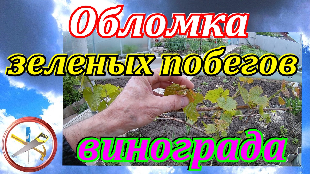 Обломка зеленых побегов винограда.Нормировка винограда побегами. смотреть онлайн