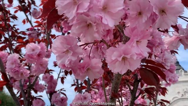 Матросский бульвар. Севастополь 24 апреля 2023 смотреть онлайн