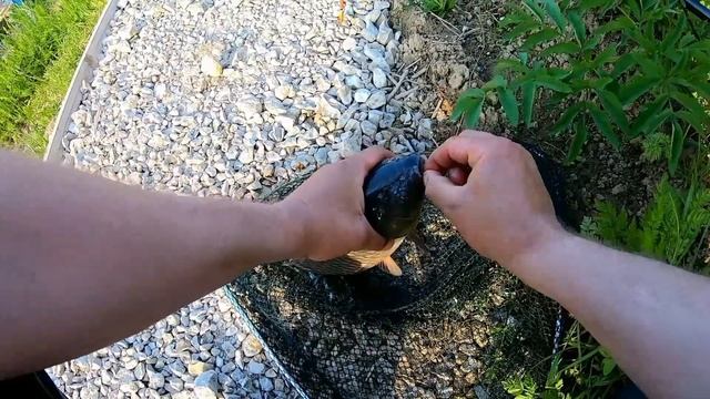 Рыбалка на платниках Калужской и Московской области.Как и на что ловить карпа на платнике.Платник смотреть онлайн