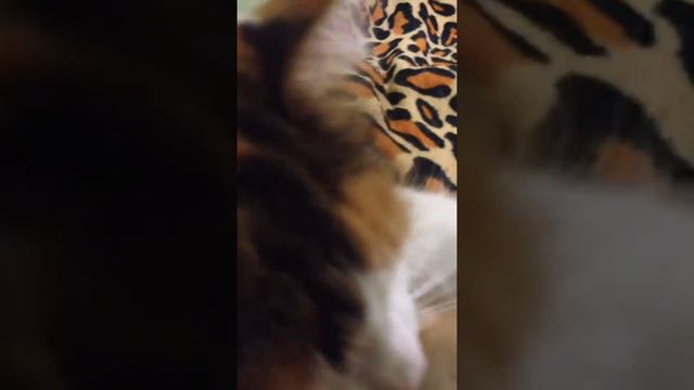 Когда кошка спит