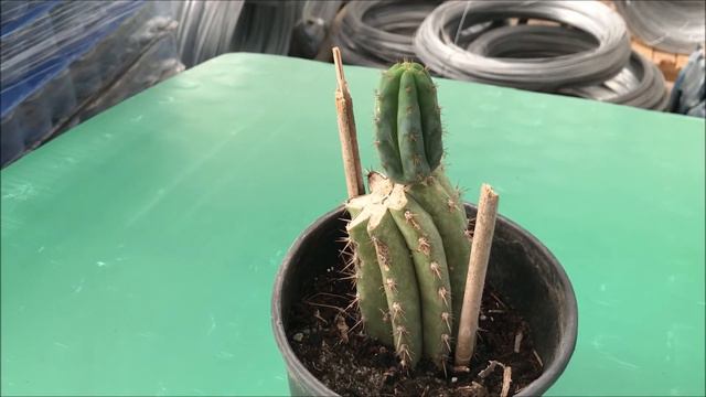 Cactus San Pedro (Echinopsis Pachanoi).