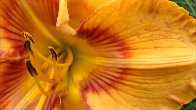 Веб оф Интриг Лилейник смотреть онлайн