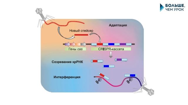 Генетическая инженерия Drosophila melanogaster смотреть онлайн
