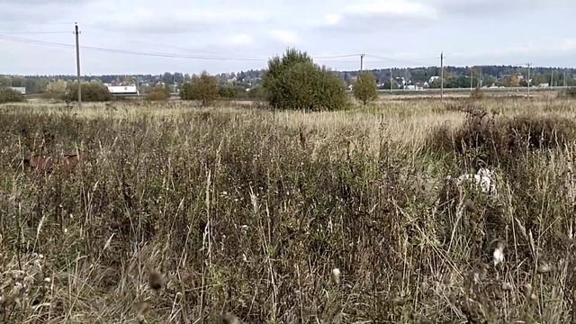 Выпойка козлят молоком 4 месяца. Сравнение на козлятах. смотреть онлайн