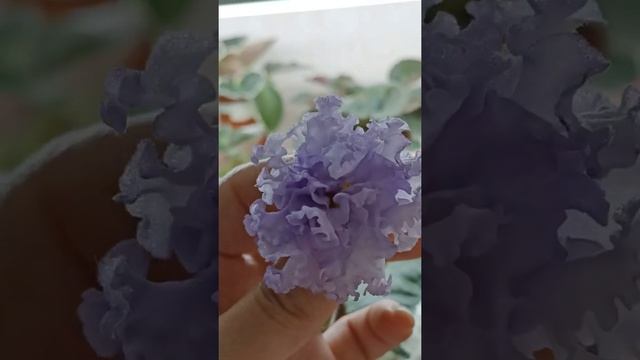 Цветок-рюшастик. ЛФ-Свежий Воздух. смотреть онлайн