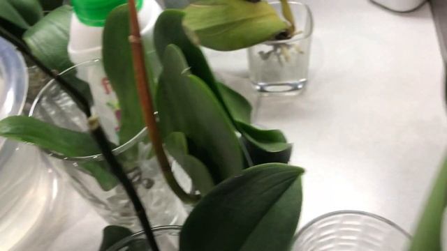 ОРХИДЕИ БЕЗ ГРУНТА с удобрением «Florovit»! ОРХИДЕИ В ВОДЕ!Реанимация в стимуляторе «Корень супер»! смотреть онлайн