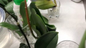 ОРХИДЕИ БЕЗ ГРУНТА с удобрением «Florovit»! ОРХИДЕИ В ВОДЕ!Реанимация в стимуляторе «Корень супер»!