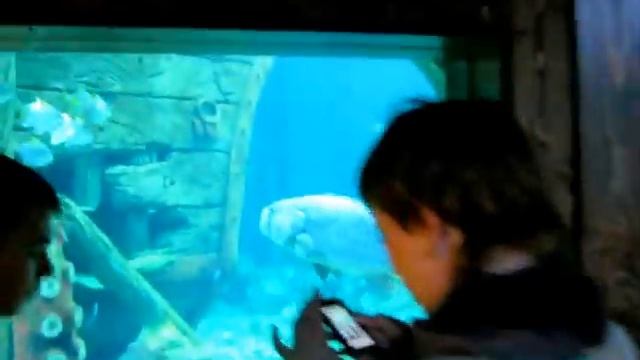 Aquarium.Океанариум в Воронеже смотреть онлайн