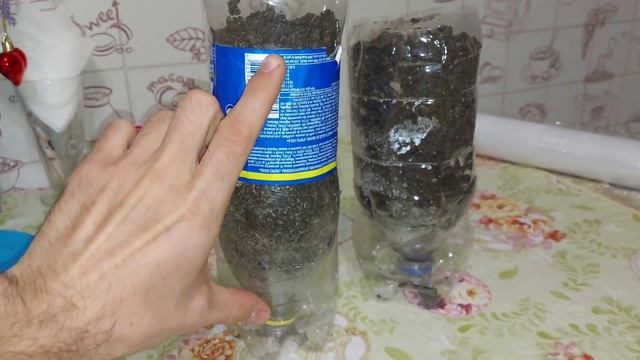 Как вырастить яблоню из косточки в домашних условиях смотреть онлайн