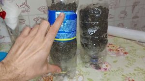 Как вырастить яблоню из косточки в домашних условиях